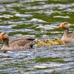 Familie Graugans