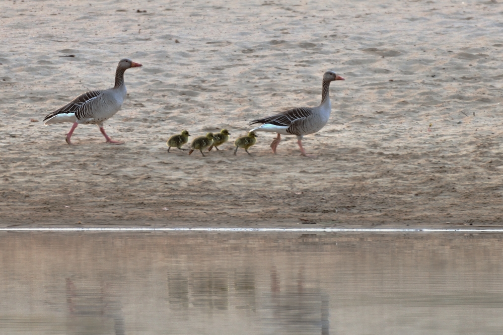 Familie Graugans