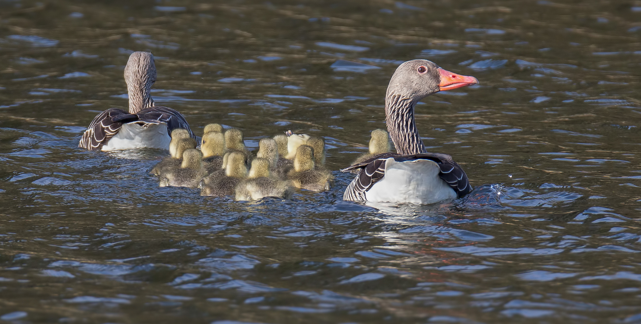 Familie Graugans