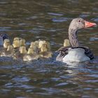 Familie Graugans