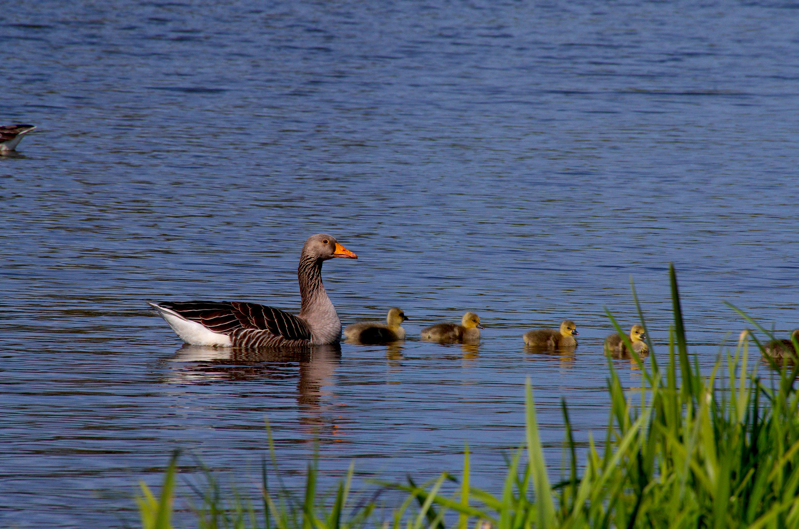 Familie Graugans