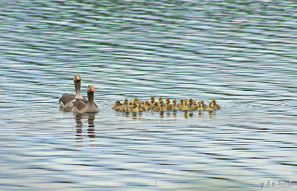 Familie Graugans