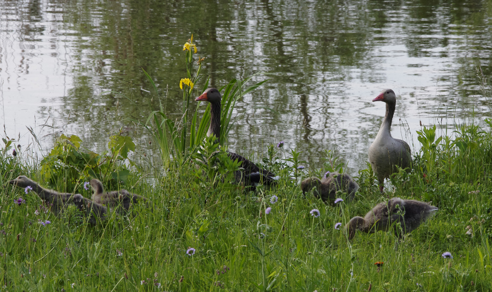 Familie Graugans im Biotop