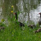 Familie Graugans im Biotop