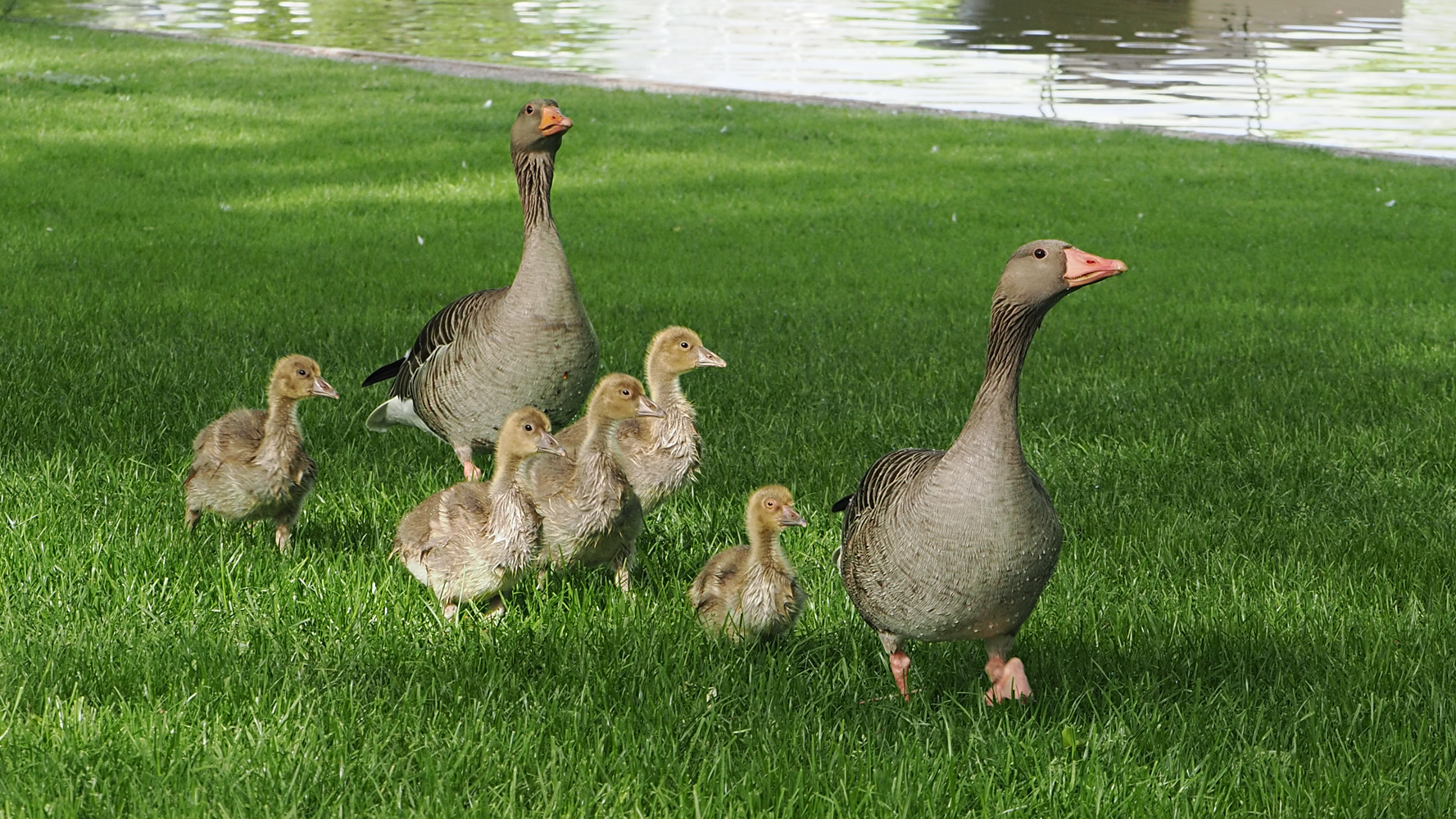 Familie Graugans lV...