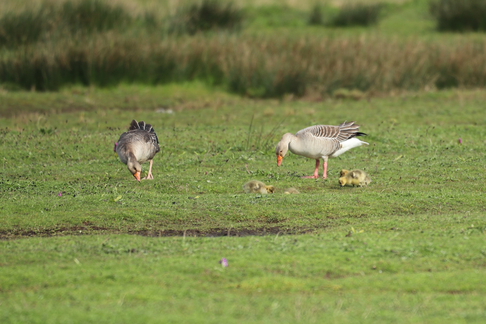 Familie Graugans mit kleinen