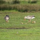 Familie Graugans mit kleinen