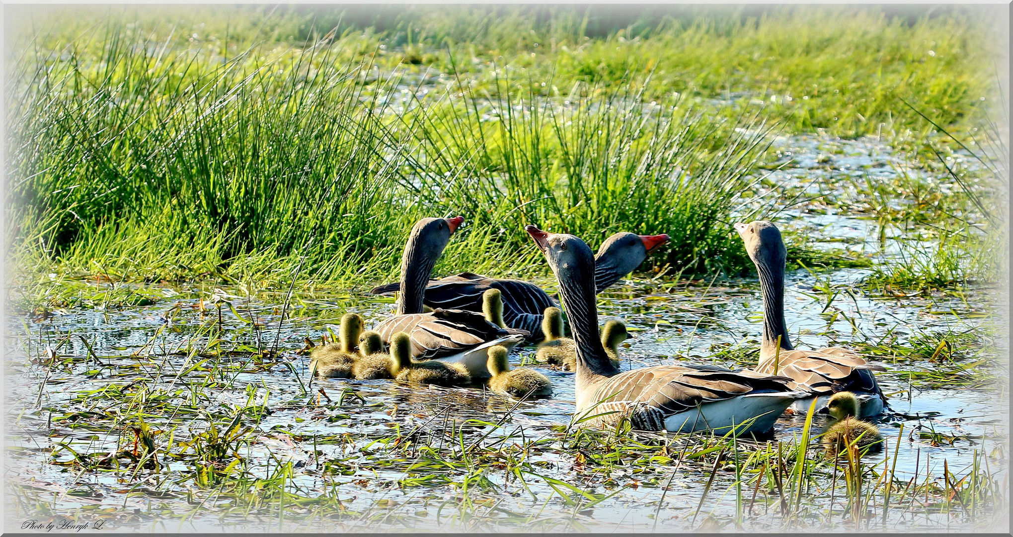 Familie Graugans mit Nachwuchs