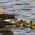 Familie Graugans mit Nachwuchs