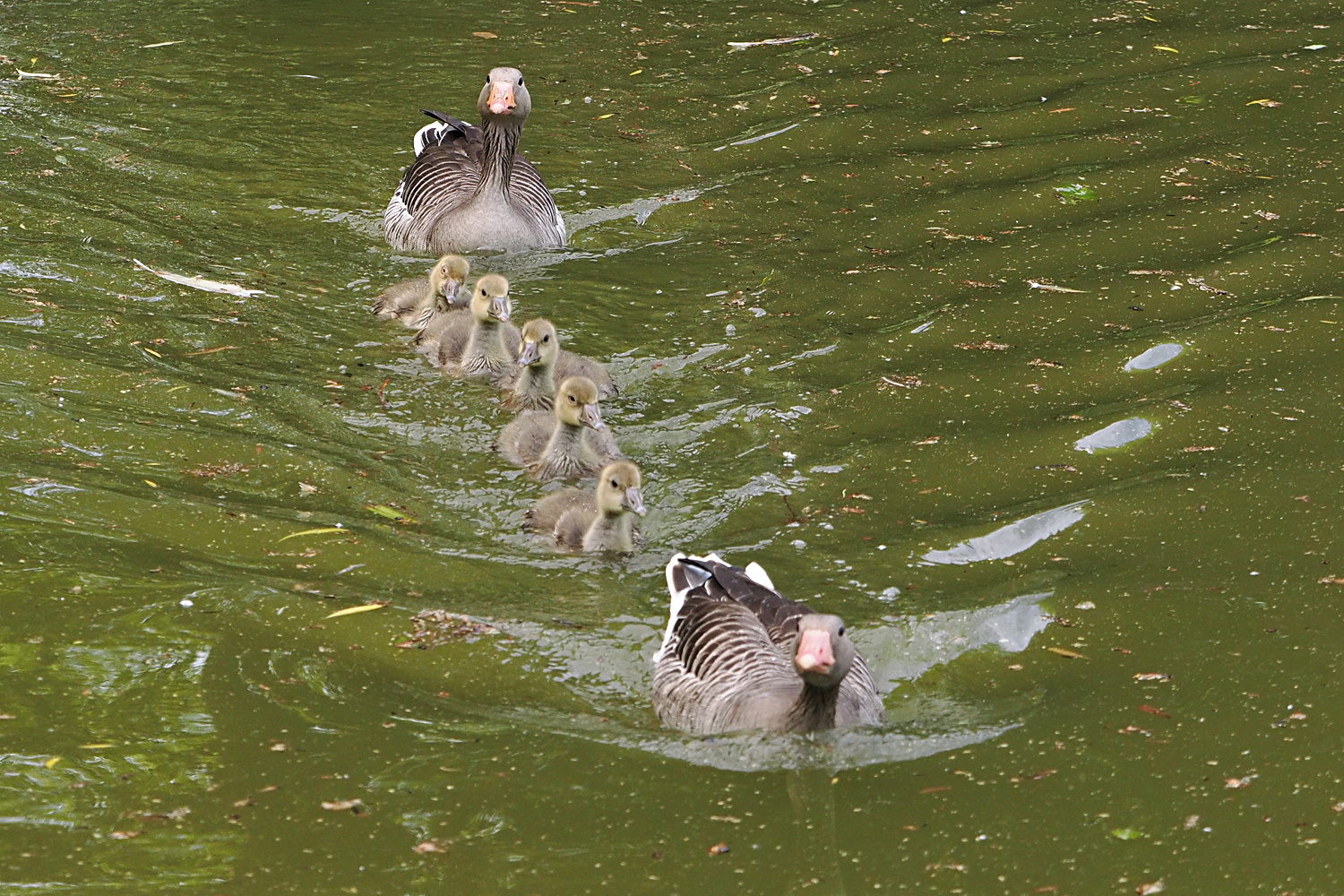 Familie Graugans V...