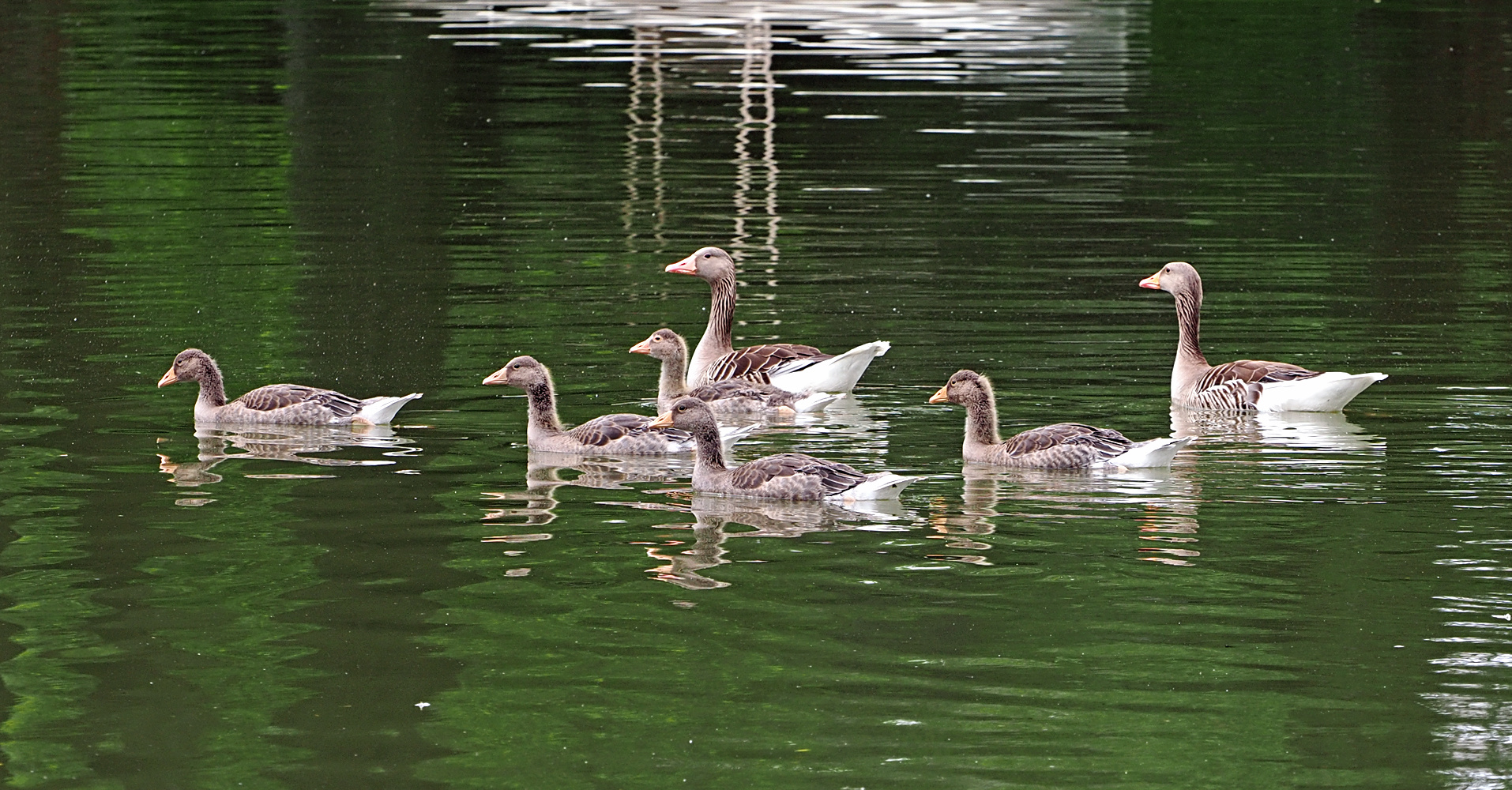 Familie Graugans Vll