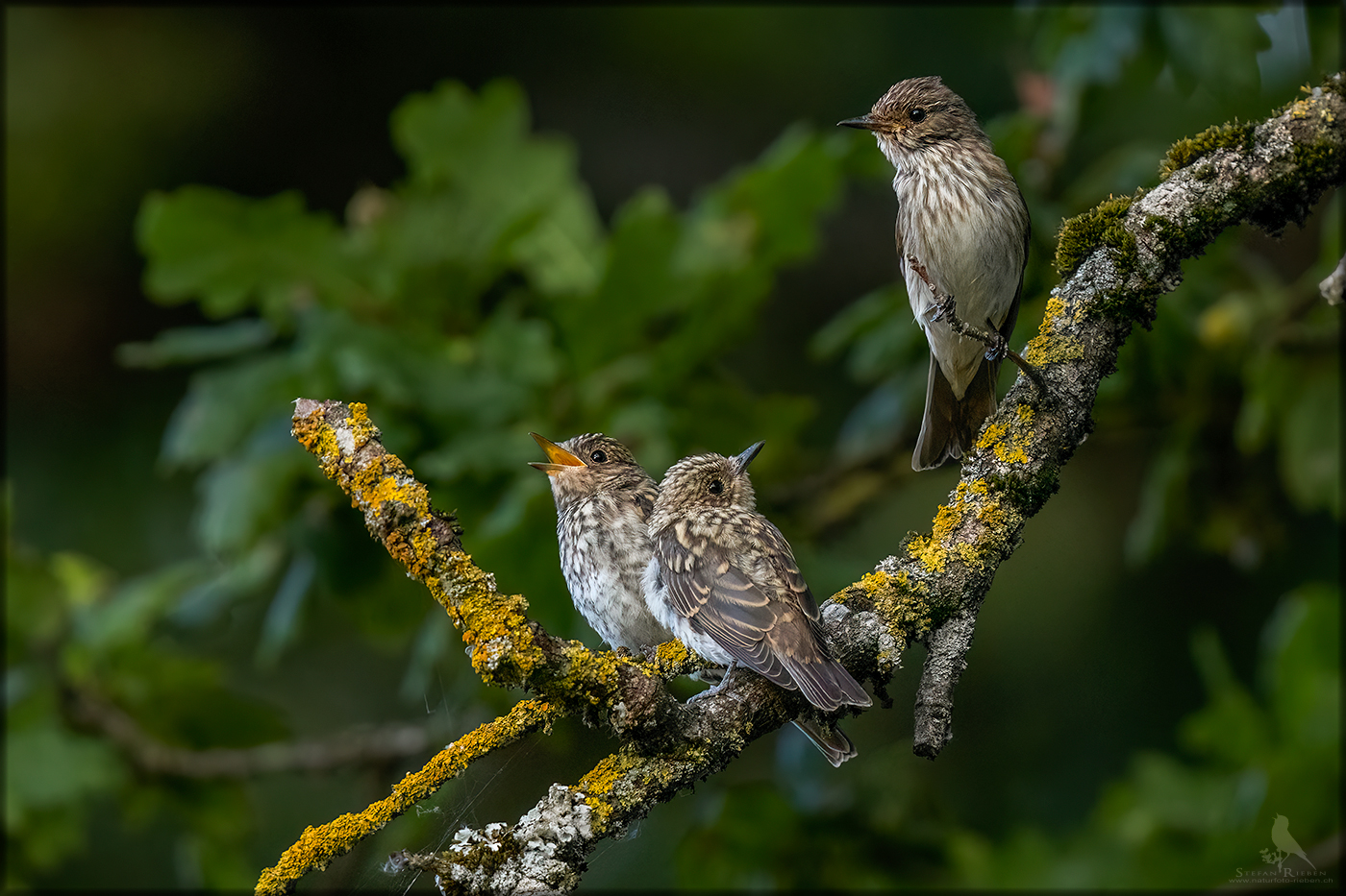 Familie Grauschnäpper