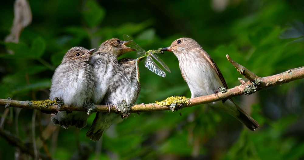 Familie Grauschnäpper beim Abendessen