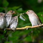 Familie Grauschnäpper beim Abendessen