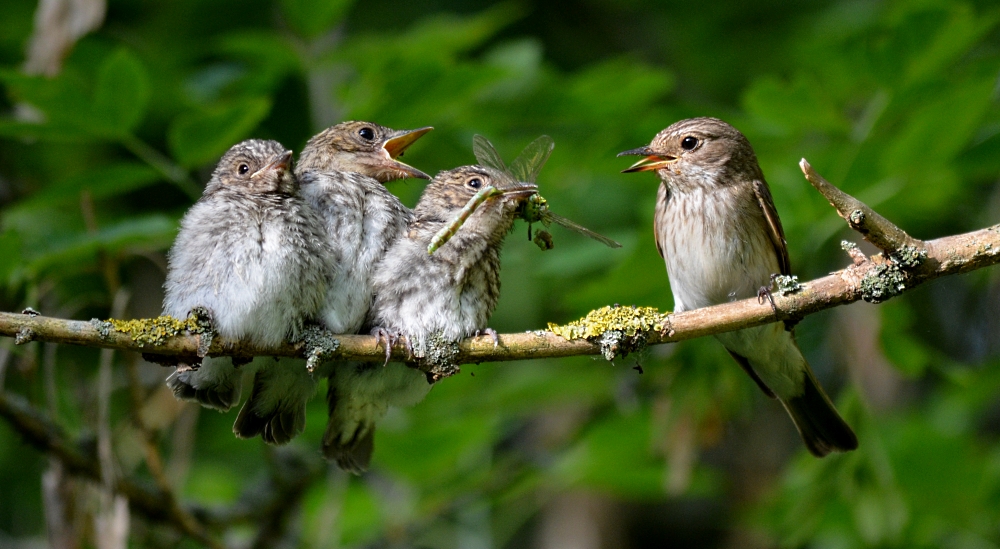 Familie Grauschnäpper beim Abendessen - Einen kleinen Moment später.