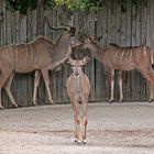 Familie großer Kudu