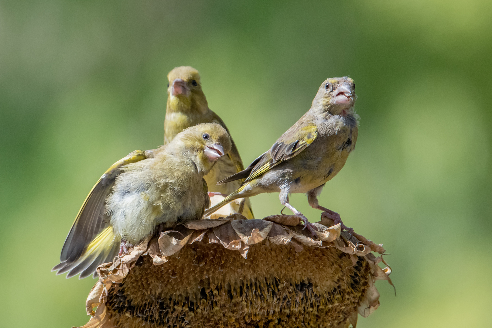 Familie Grünfink zu Gast