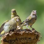 Familie Grünfink zu Gast