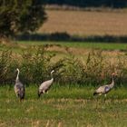 Familie Grus grus