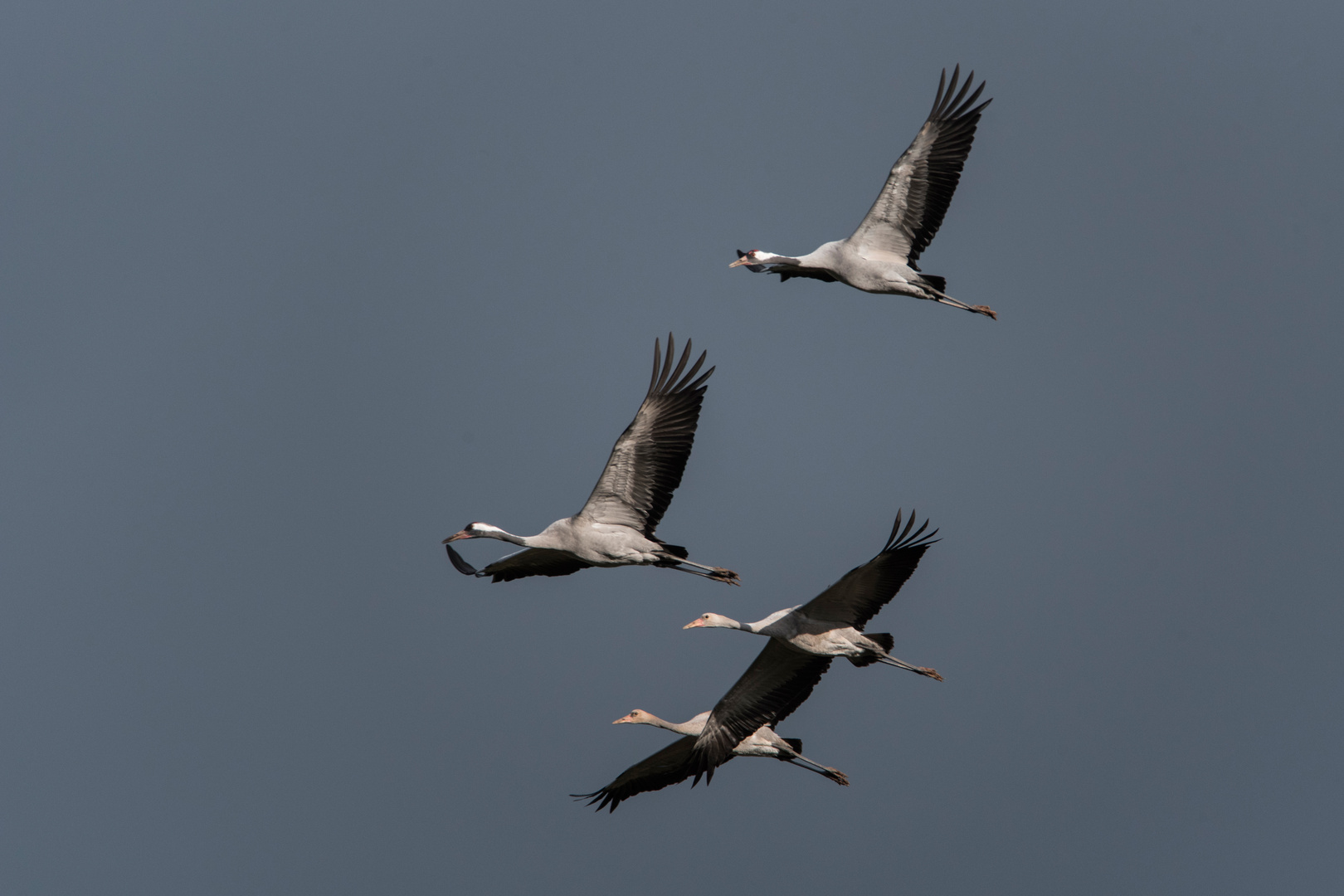 Familie Grus grus