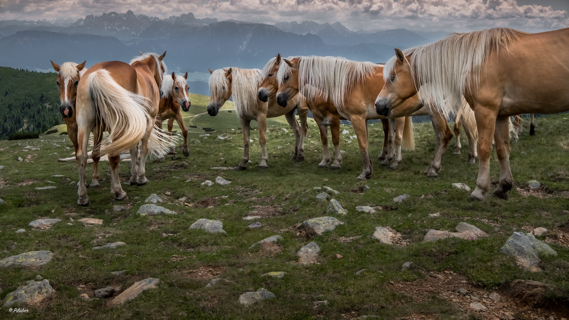 Familie Haflinger