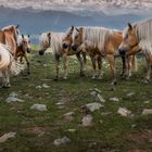 Familie Haflinger