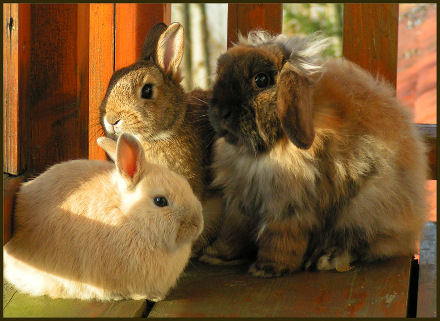 "Familie Hase"