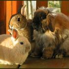 "Familie Hase"