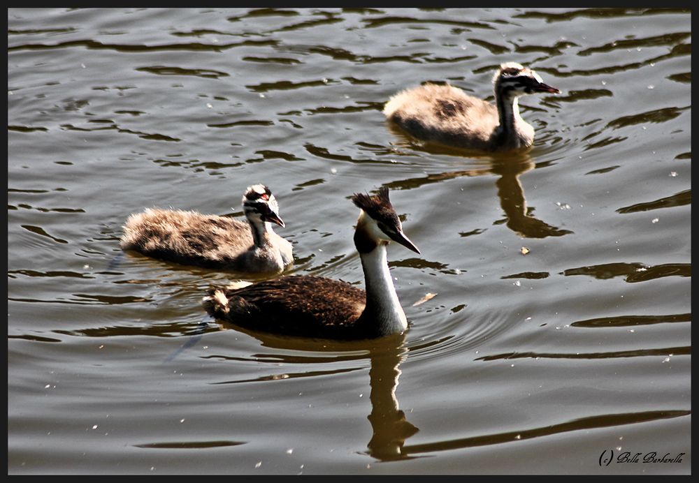 Familie Haubentaucher