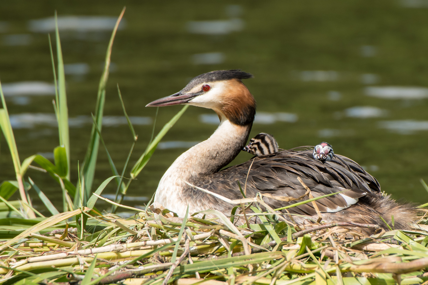 Familie Haubentaucher