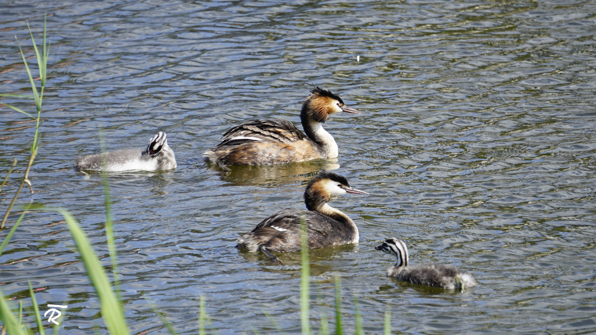 Familie Haubentaucher 