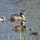 Familie Haubentaucher 