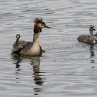 Familie Haubentaucher 3