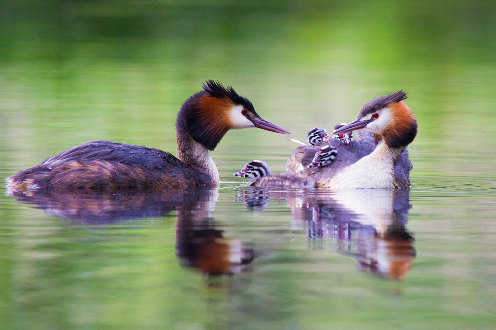 Familie Haubentaucher