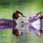 Familie Haubentaucher