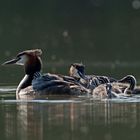 Familie Haubentaucher