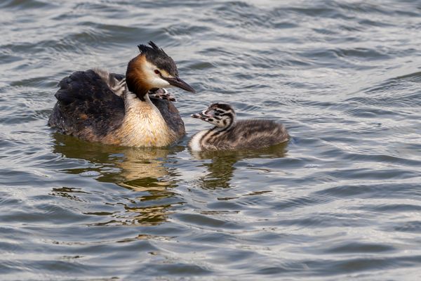 Familie Haubentaucher....