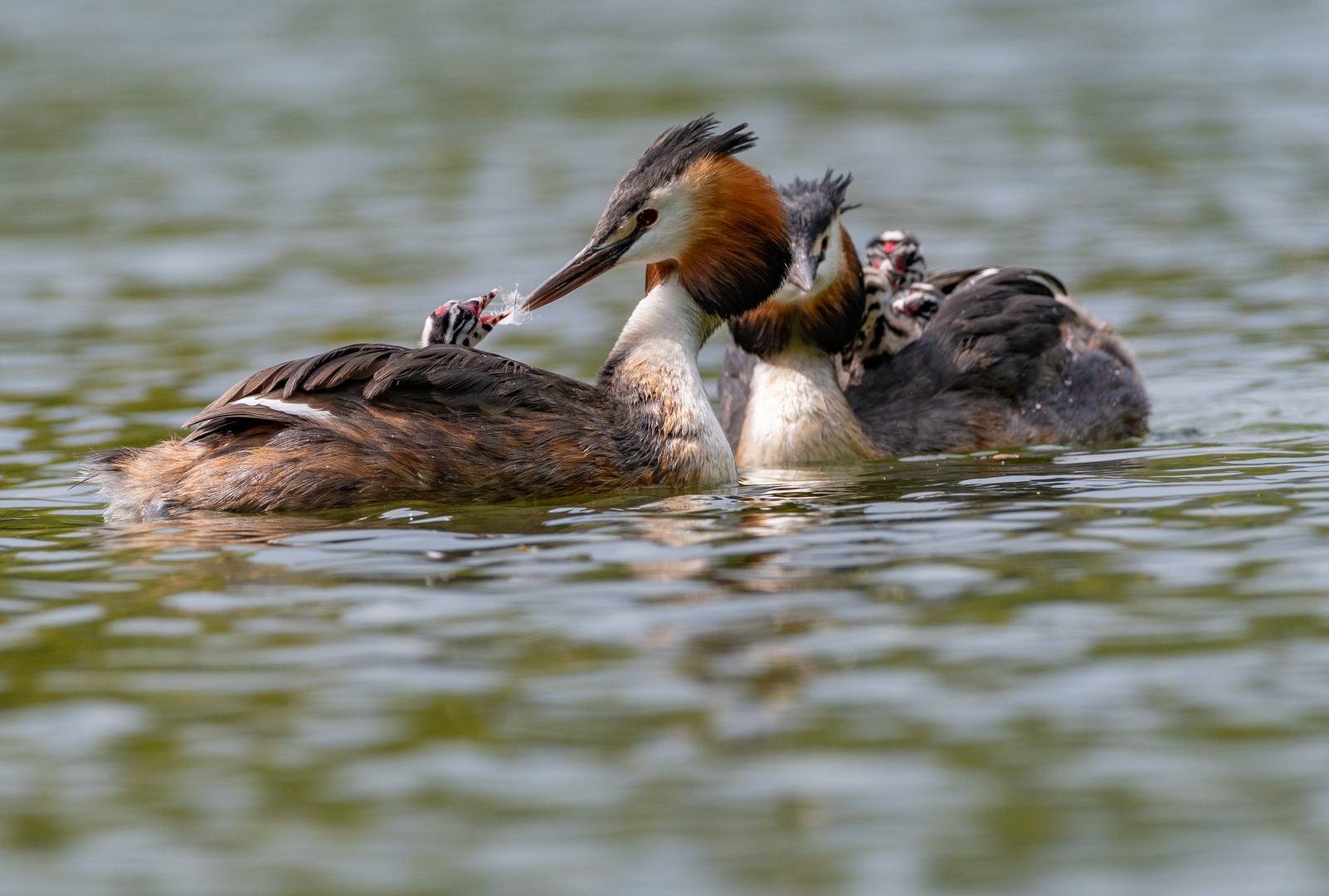 Familie Haubentaucher