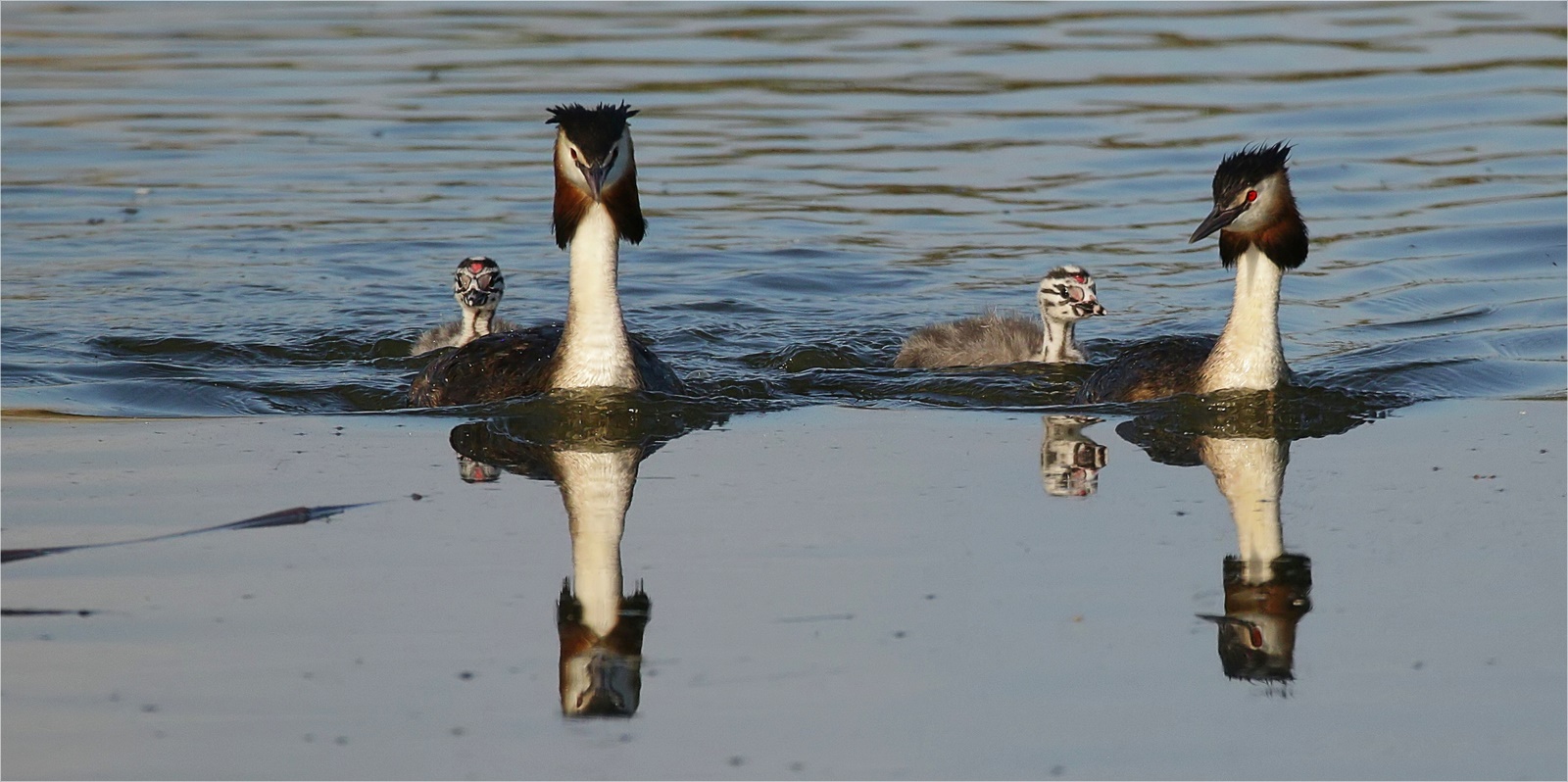  Familie Haubentaucher