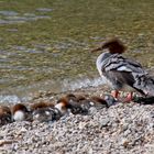 Familie Haubentaucher