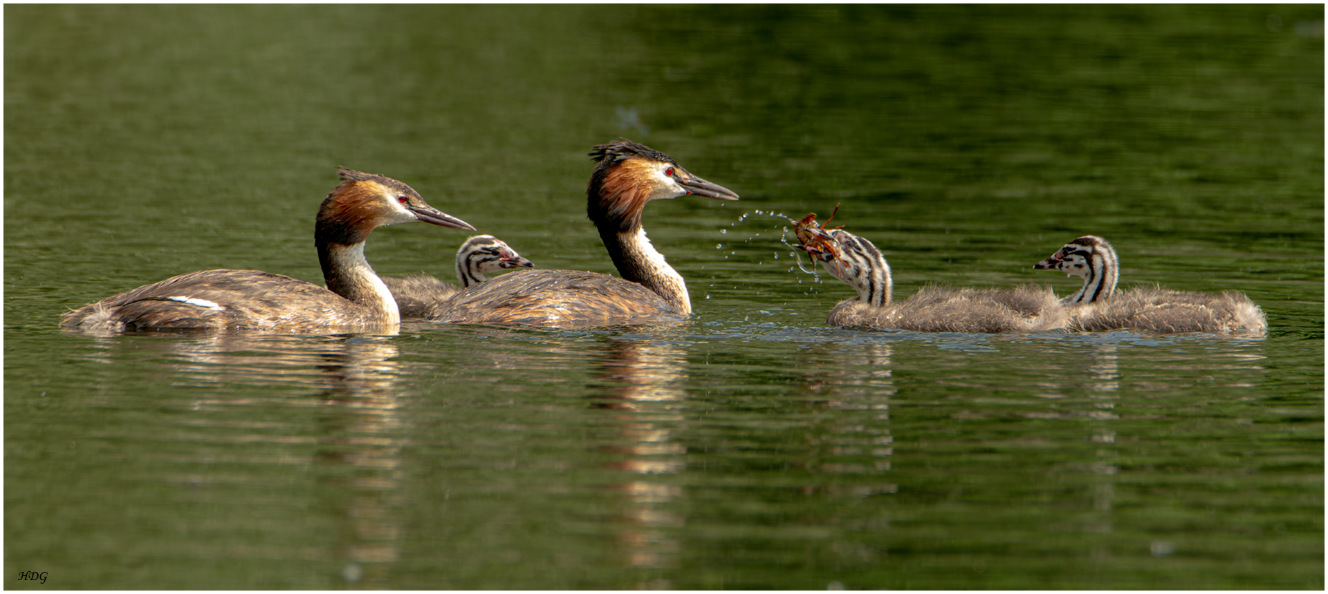 Familie Haubentaucher beim ...