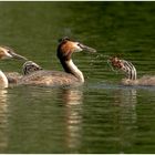 Familie Haubentaucher beim ...