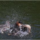 Familie Haubentaucher beim Duschen