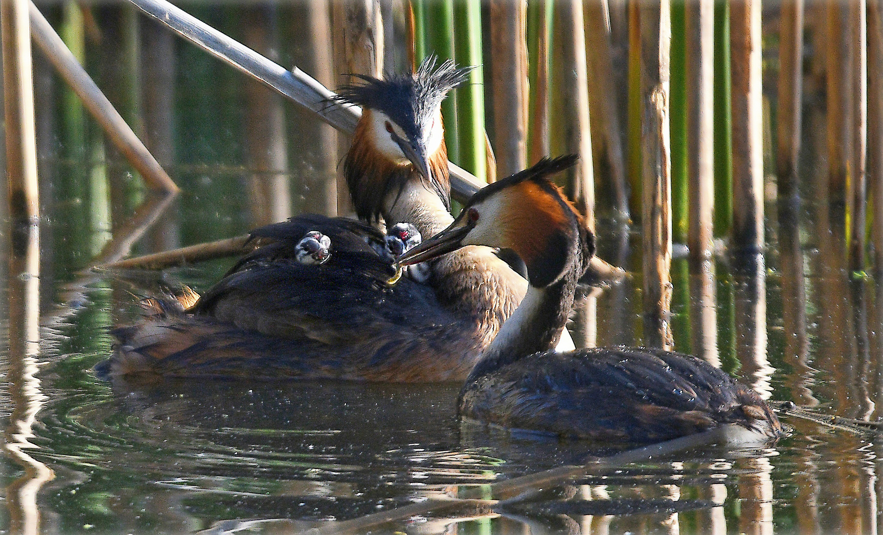 Familie Haubentaucher ...