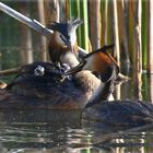 Familie Haubentaucher ...