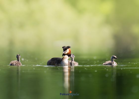 Familie Haubentaucher