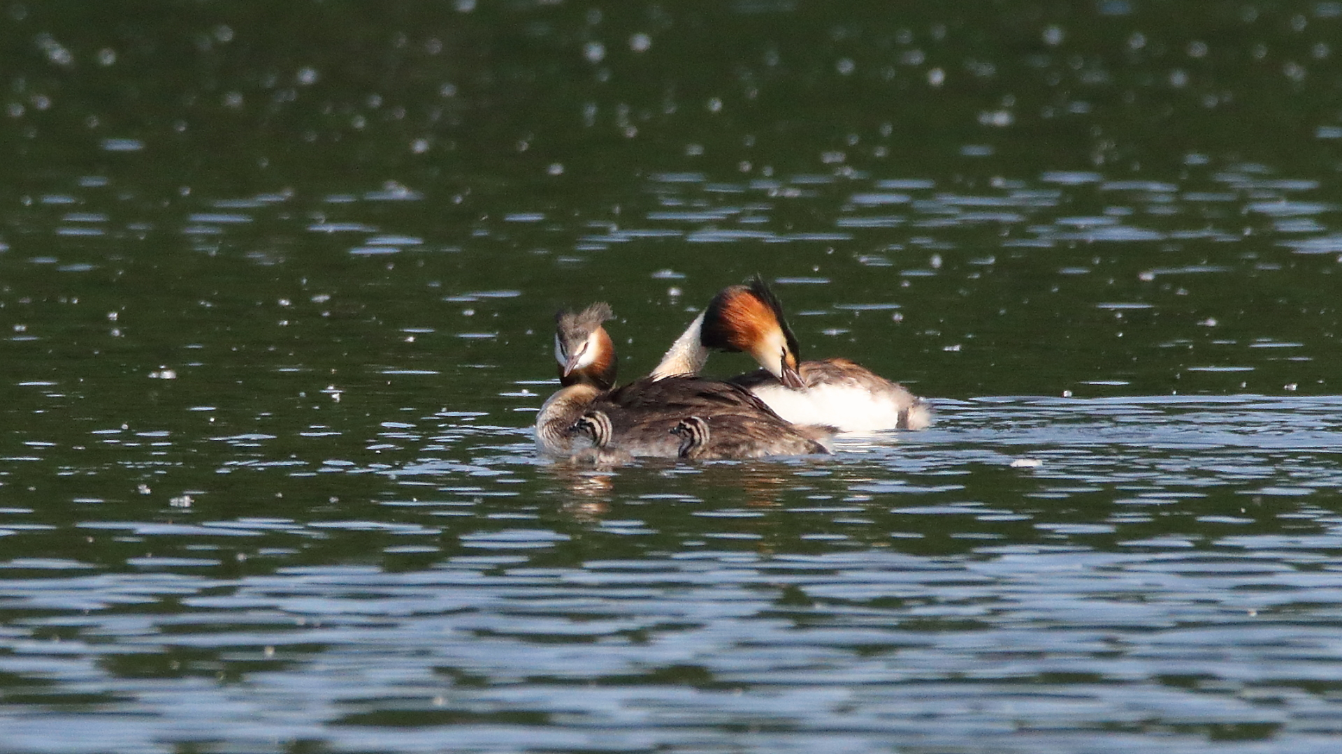 Familie Haubi