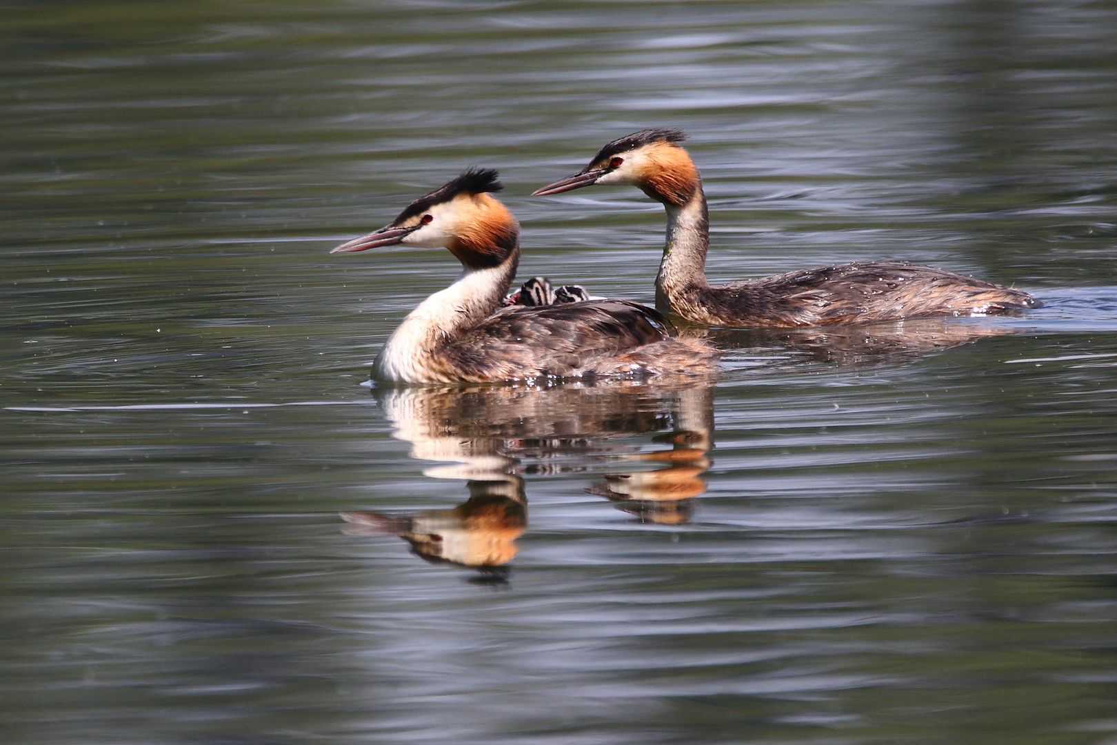 "Familie Haubi"