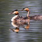 "Familie Haubi"