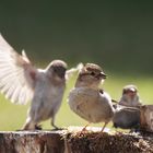 Familie Haussperling